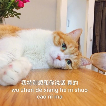 猫咪土味情话表情包：看你那么傻，抱抱好了