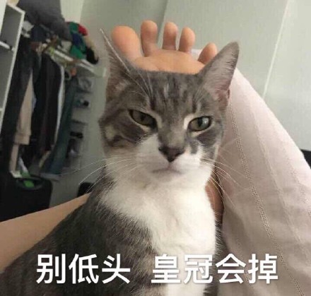 猫咪土味情话表情包：看你那么傻，抱抱好了