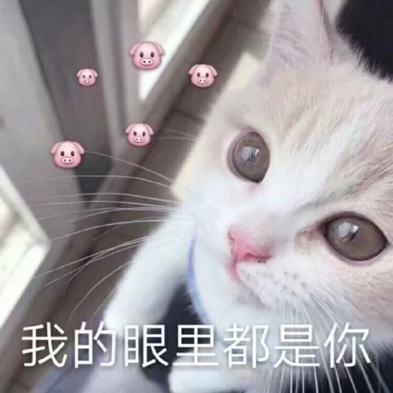 猫咪土味情话表情包：看你那么傻，抱抱好了