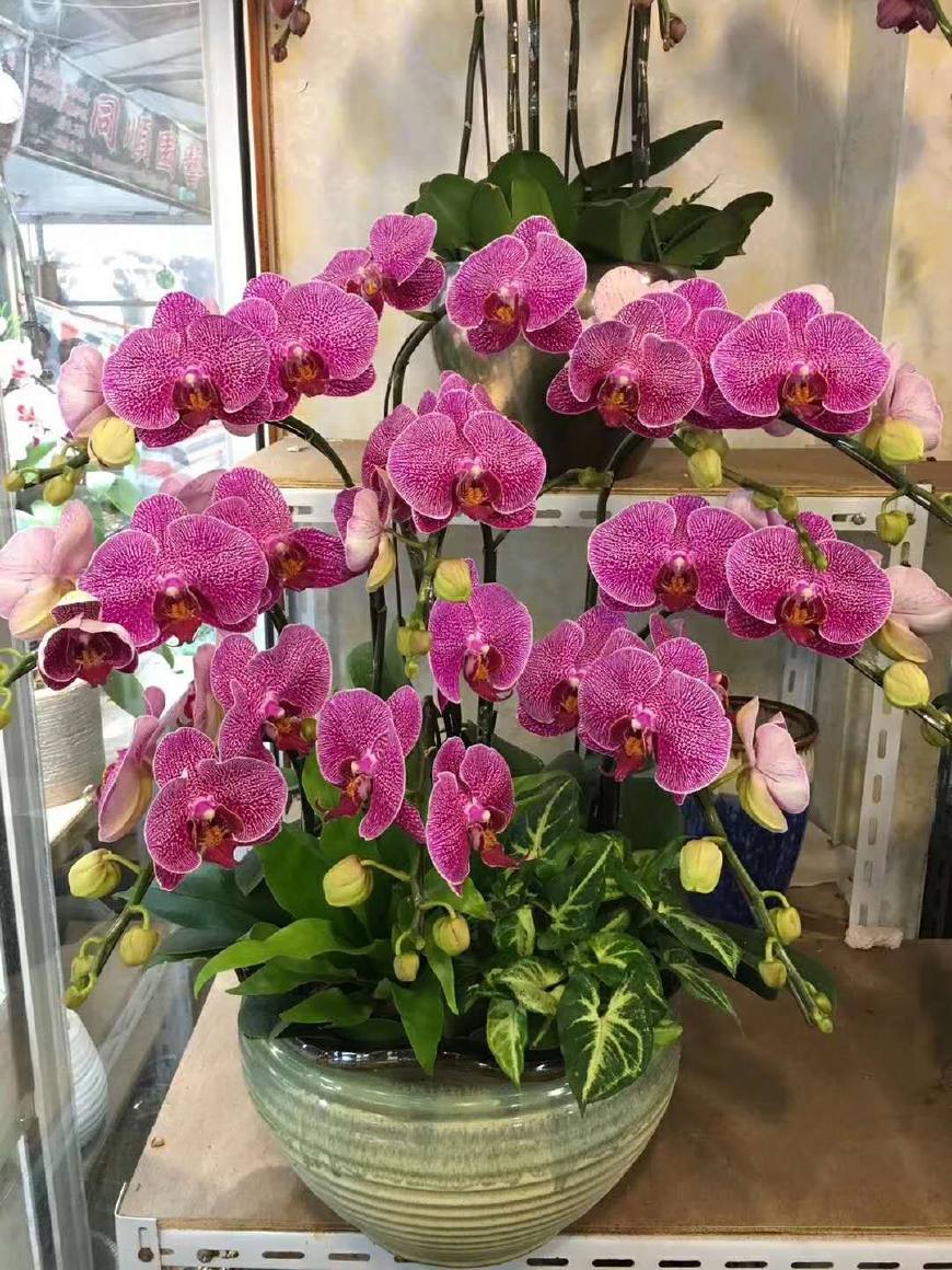 蝴蝶兰怎么养?冬天用这3个"小技巧",开花一茬又一茬