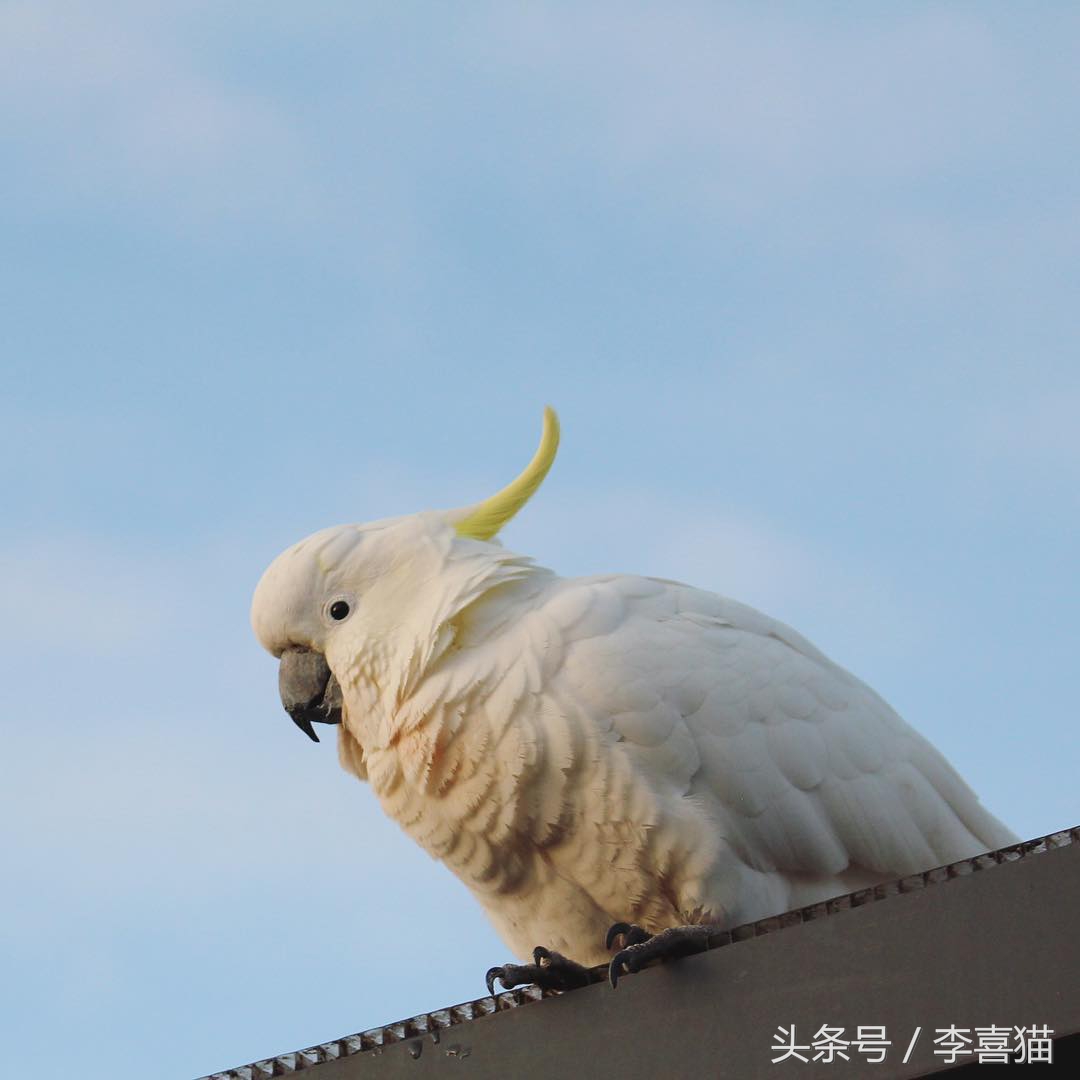 葵花凤头鹦鹉,葵花凤头鹦鹉国内能养吗