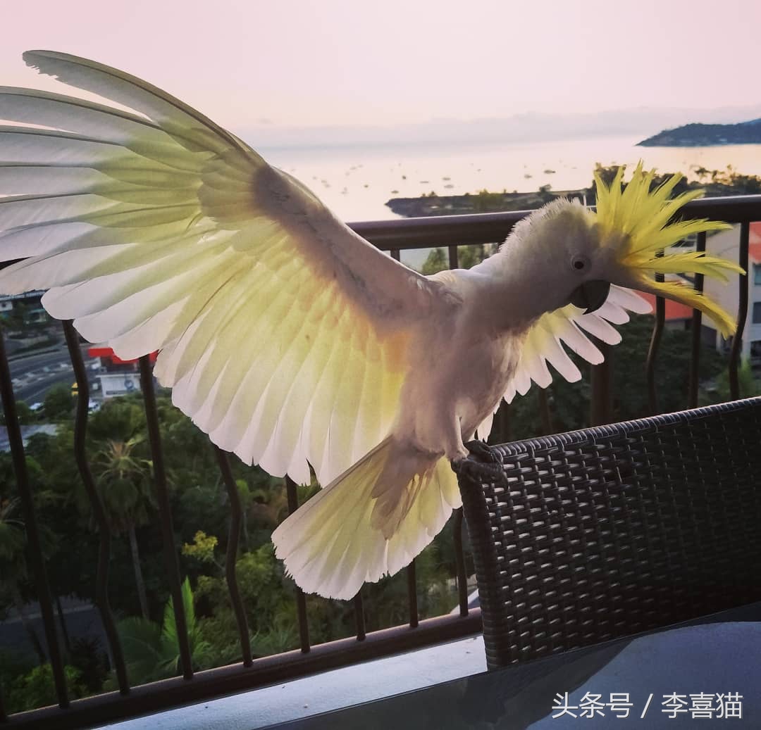 葵花鳳頭鸚鵡,葵花鳳頭鸚鵡國內能養嗎