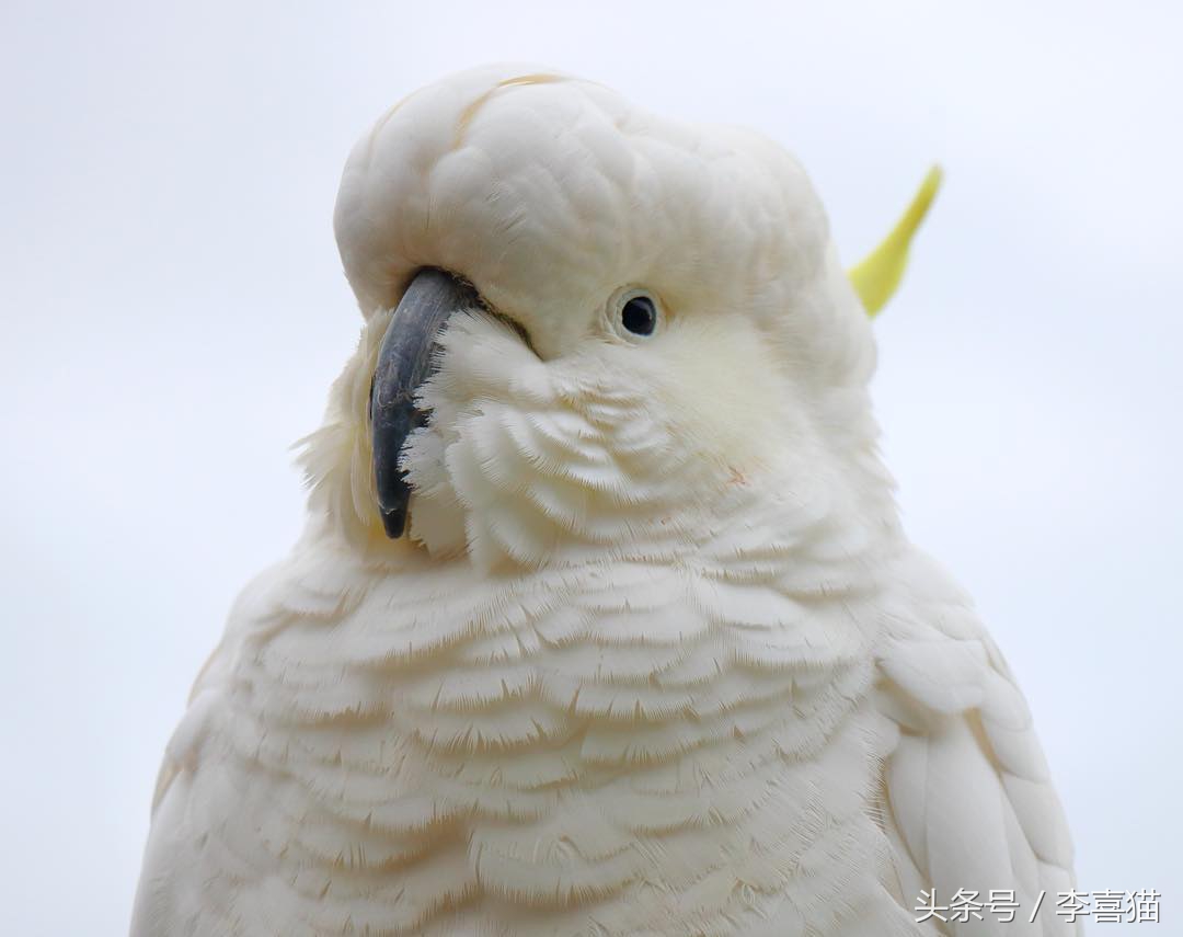 葵花鳳頭鸚鵡,葵花鳳頭鸚鵡國內能養嗎