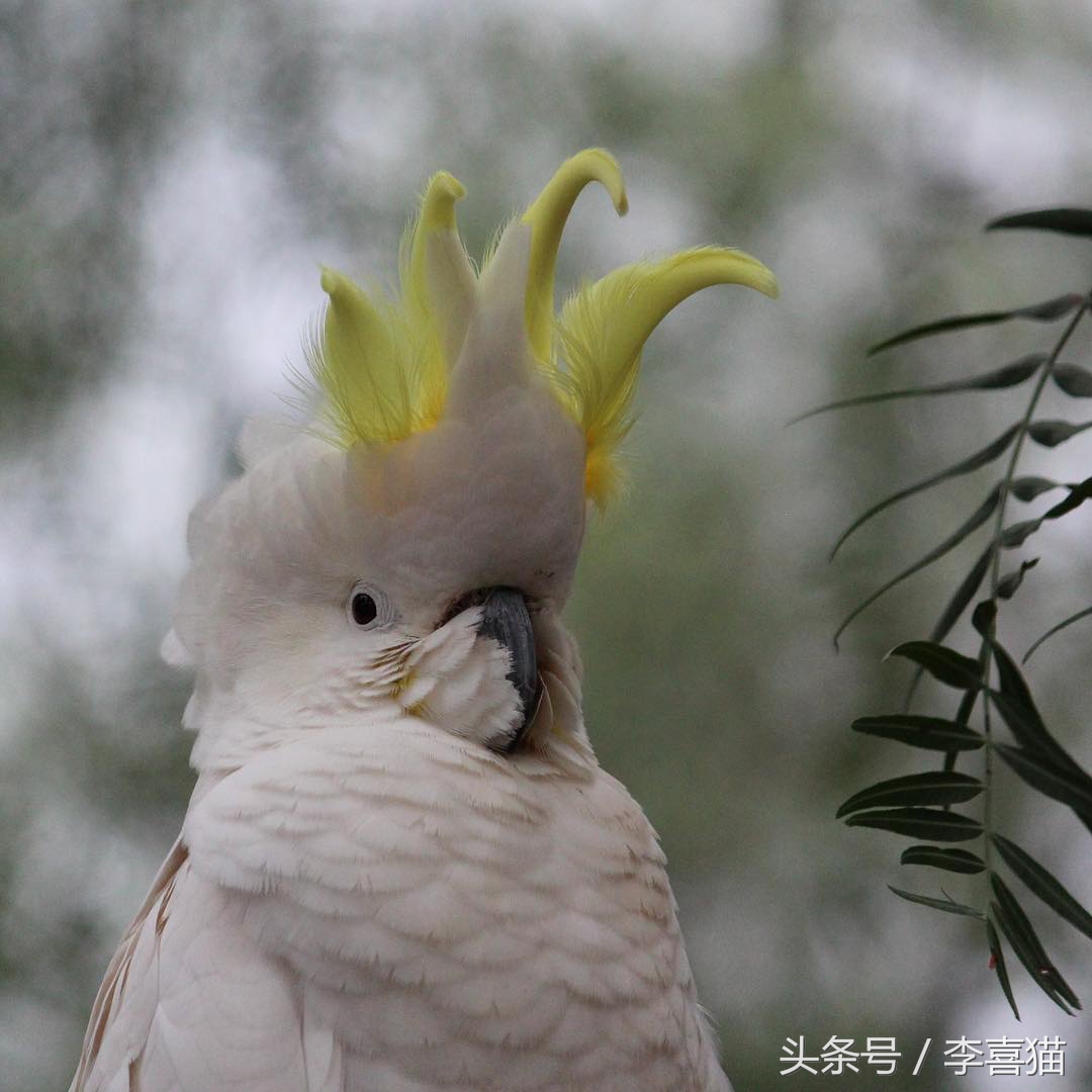 葵花鳳頭鸚鵡,葵花鳳頭鸚鵡國內能養嗎