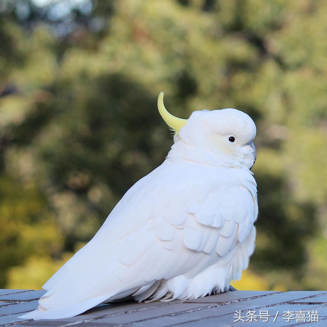 葵花鳳頭鸚鵡,葵花鳳頭鸚鵡國內能養嗎