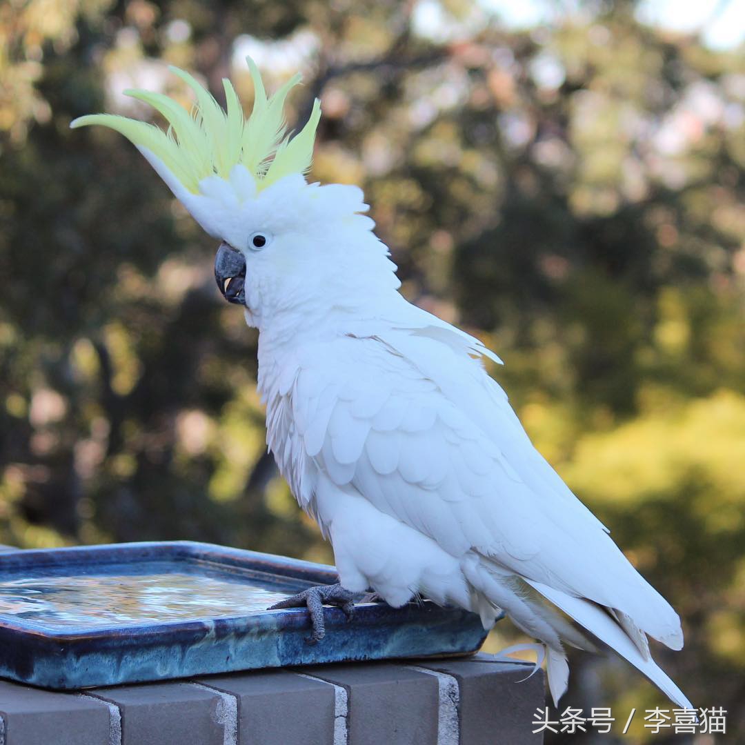 葵花鳳頭鸚鵡,葵花鳳頭鸚鵡國內能養嗎