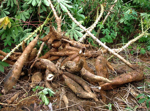 南薯是什么「建议收藏」