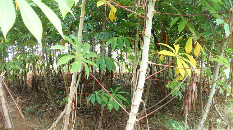 南薯是什么「建议收藏」