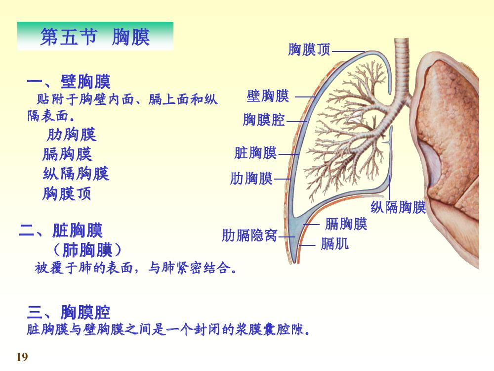 胸膜腔名词解释胸膜腔名词解释解剖学