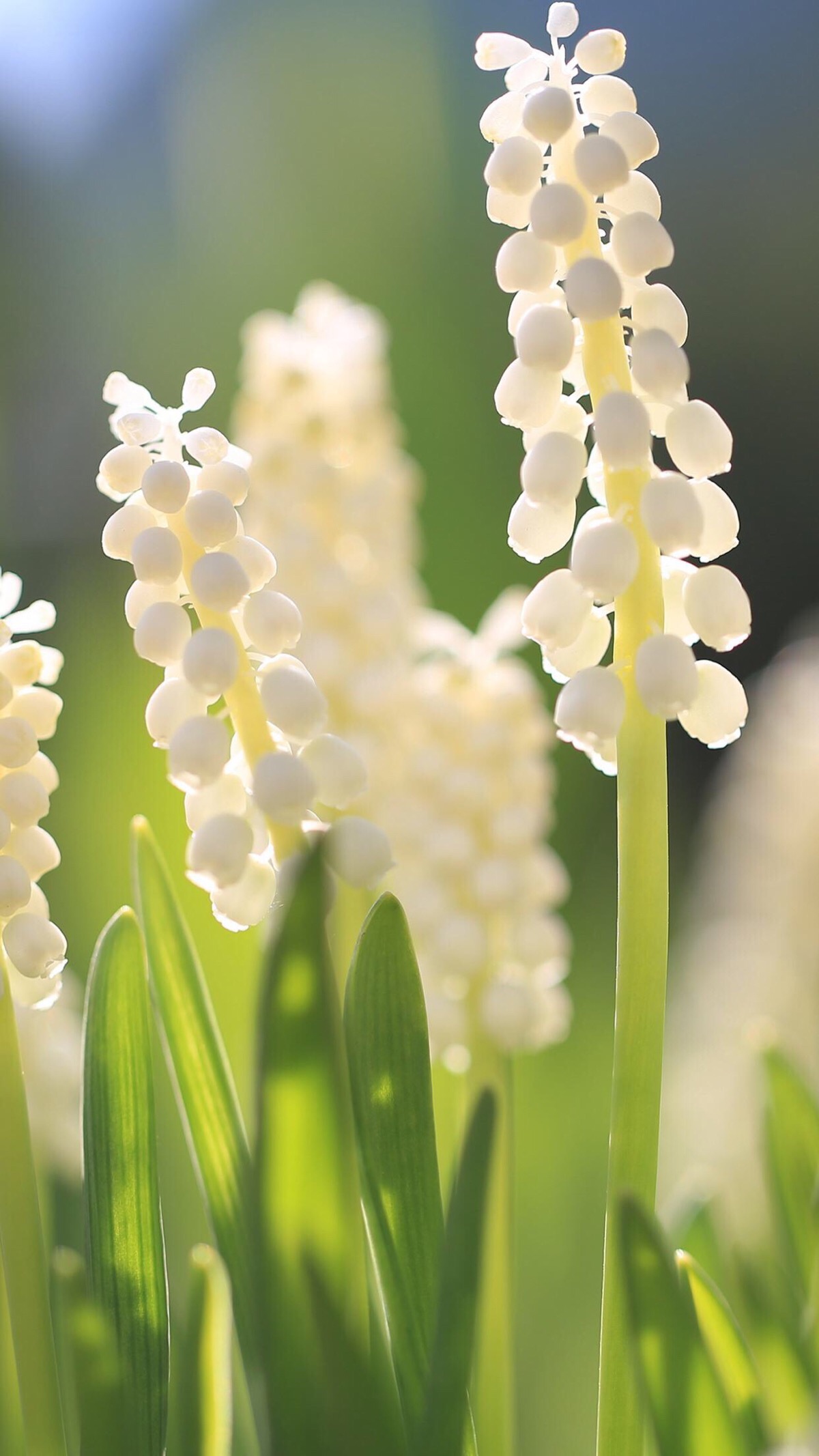 最全的风信子花语大全来了