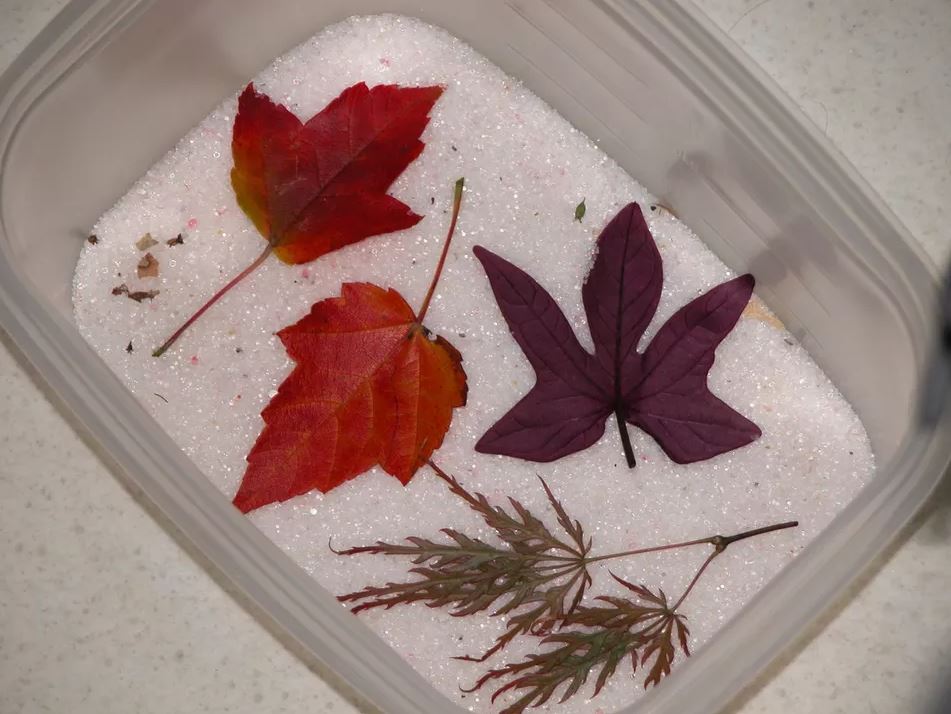 树叶标本制作方法(简单又好看的树叶标本做法)