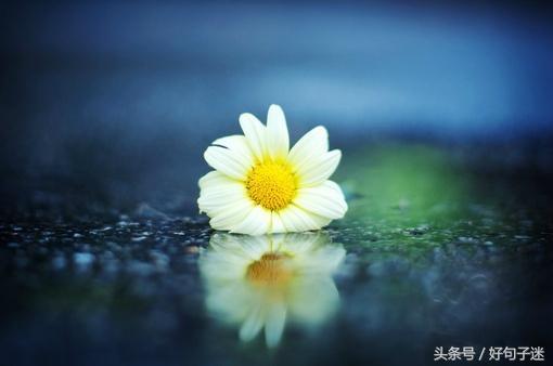 很有意境的唯美句子 愿你一生有山可靠，有树可栖图片