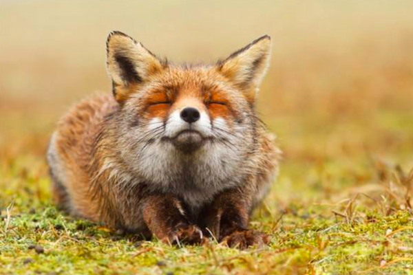 农村神秘的五大家仙,"狐黄白柳灰"都是什么动物?