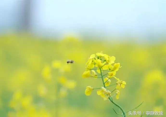 居里夫人经典语录，句句在理，让人一生受益！