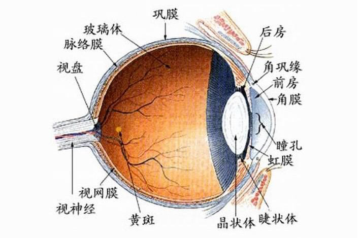 眼部各部位名称图解图片