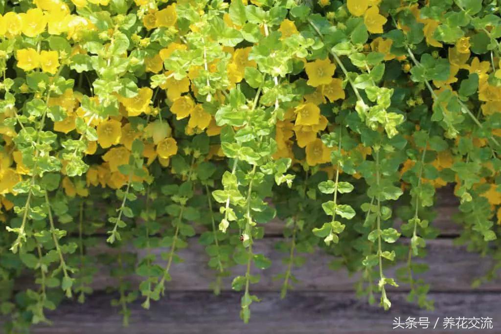 6种生长非常迅速的常绿植物,在各种环境下都能生长旺盛