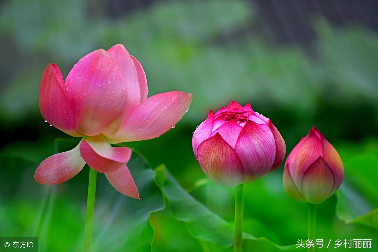 袁富民《乾县俗语盘点》（下），越读越有趣