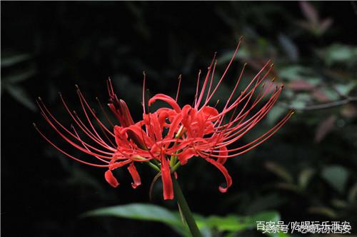 十二星座女生喜欢什么花