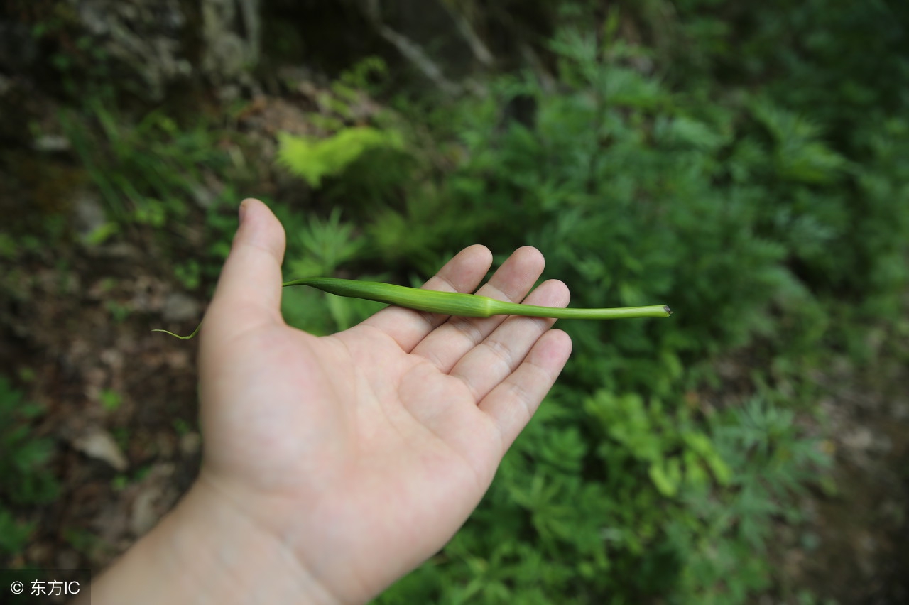 法半夏的功效與作用及禁忌-我的快樂小窩