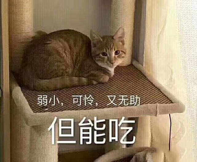 可怜无助又肥胖表情包和弱小可怜又无助但能吃表情包