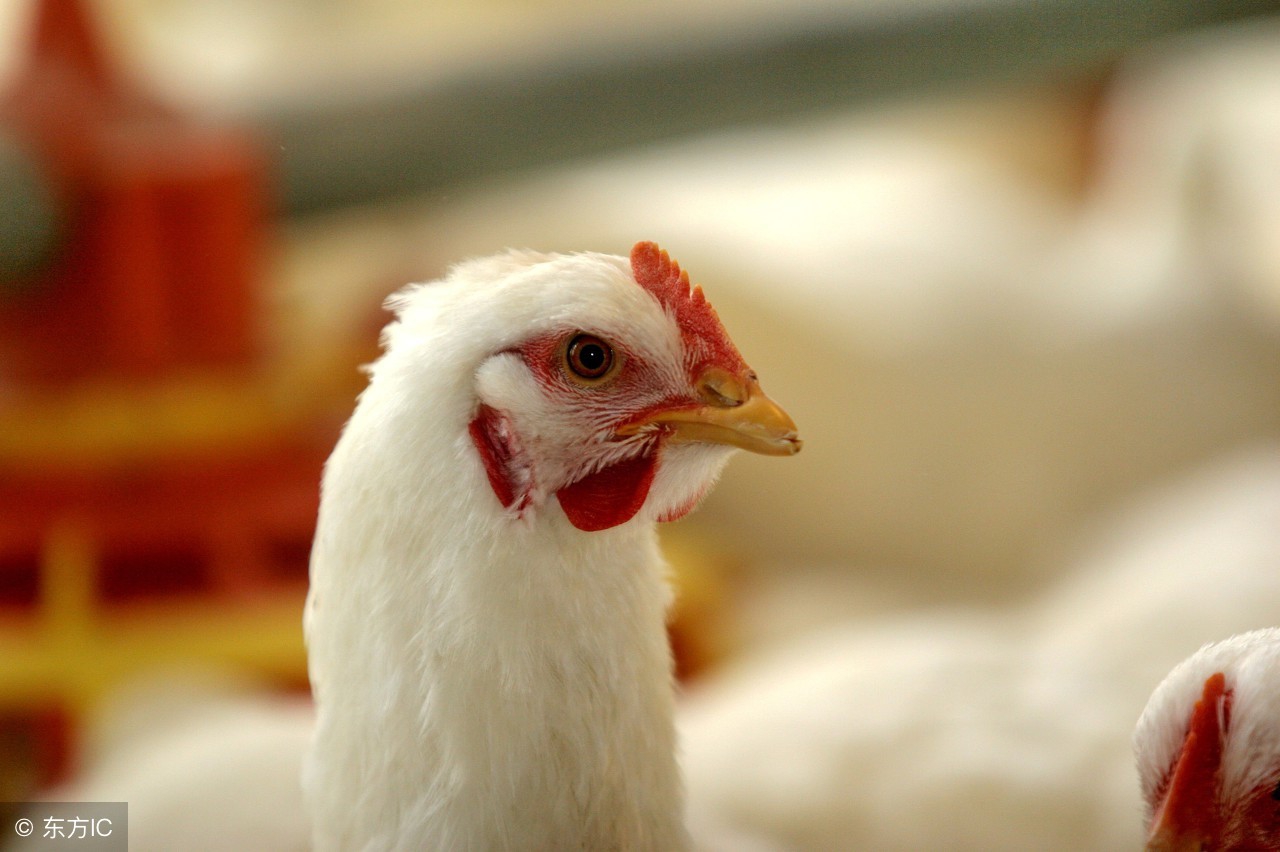 肉鸡价格是跌是涨？8月2日全国肉鸡收购价最新行情动态信息