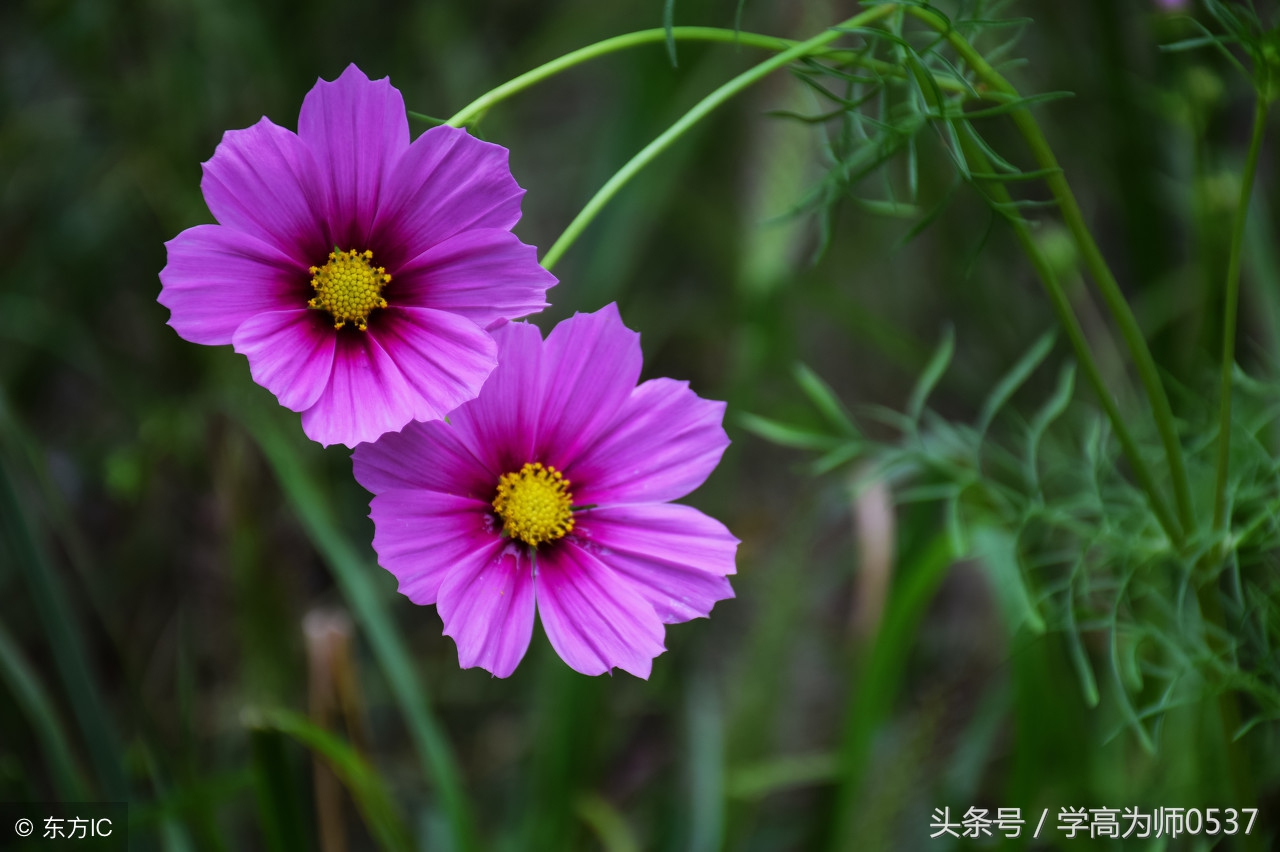 部编版一年级语文专项训练：照样子写句子 专项练习效果好