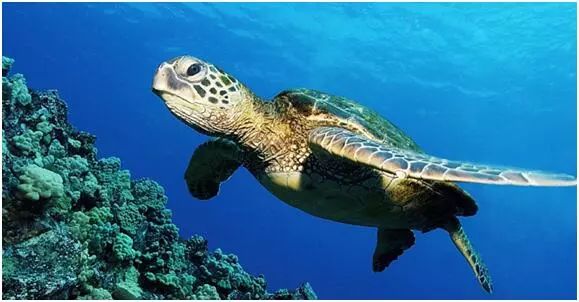 海龟寿命一般有多少年（一文了解海龟的真实寿命）