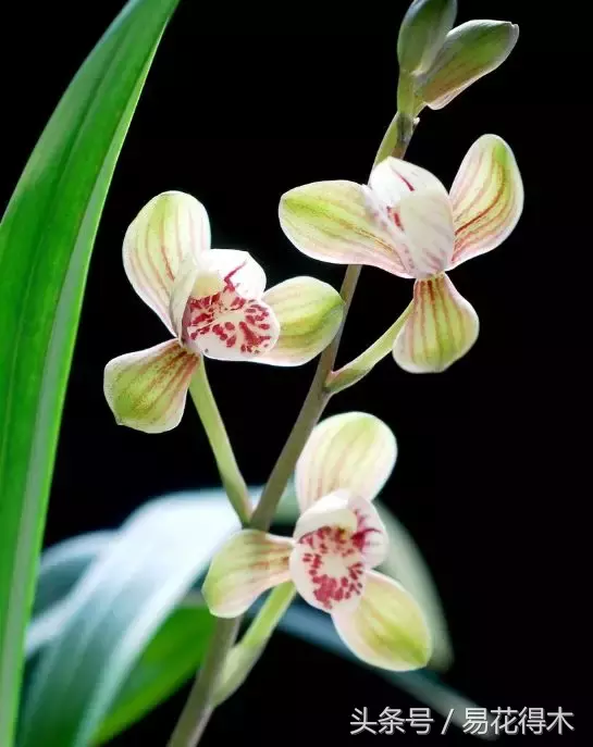 秋兰图片(立秋谈谈秋兰的花期鉴赏养护)