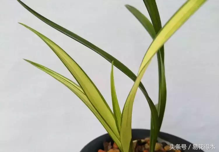 得益于宋代赵时庚撰写《金漳兰谱》的广泛流传,不少精品秋兰品种被