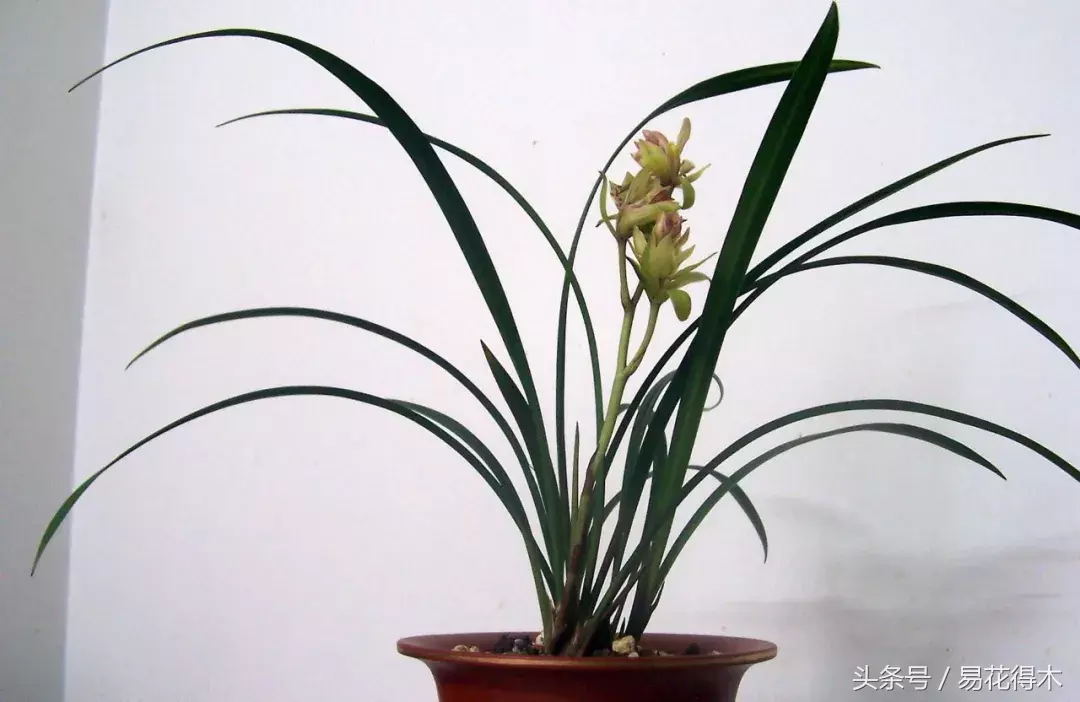 秋兰图片(立秋谈谈秋兰的花期鉴赏养护)