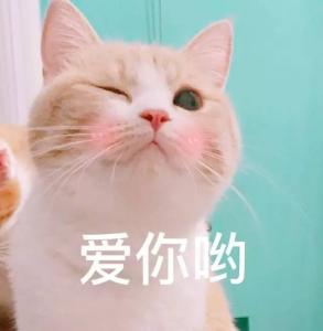 抖音比心猫表情包大全