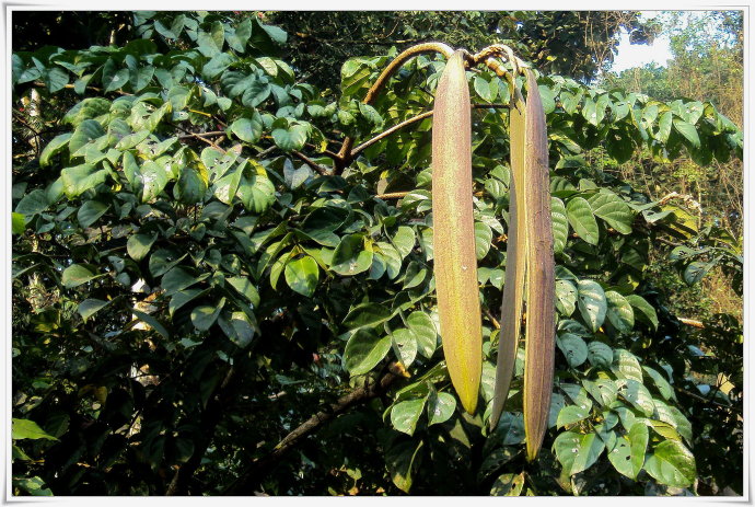 木蝴蝶的功效与作用(中药传奇之) - 行就行