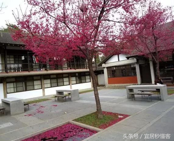 国内颜值最高的大学宿舍，从海景房到民族风还有北欧范儿都有了