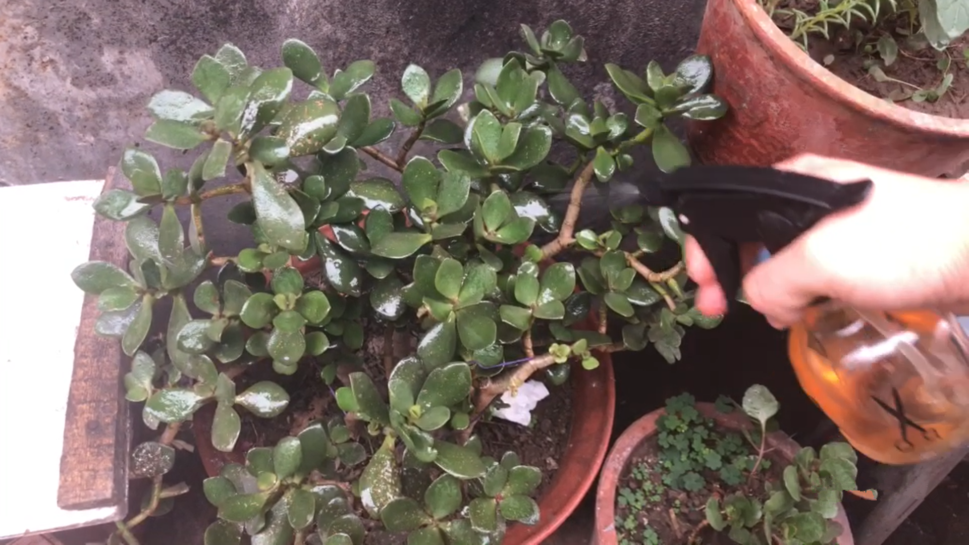 第五,用蝇香熏一熏如果家里养花生的小虫比较多,但是又不想喷药,也