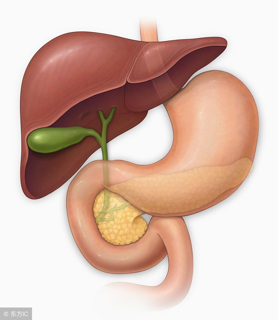 胆囊息肉,你了解多少?
