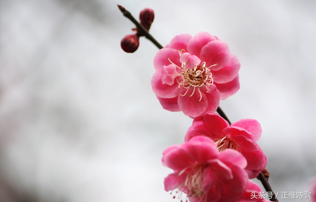 好诗欣赏《沙扬娜拉》作者：徐志摩