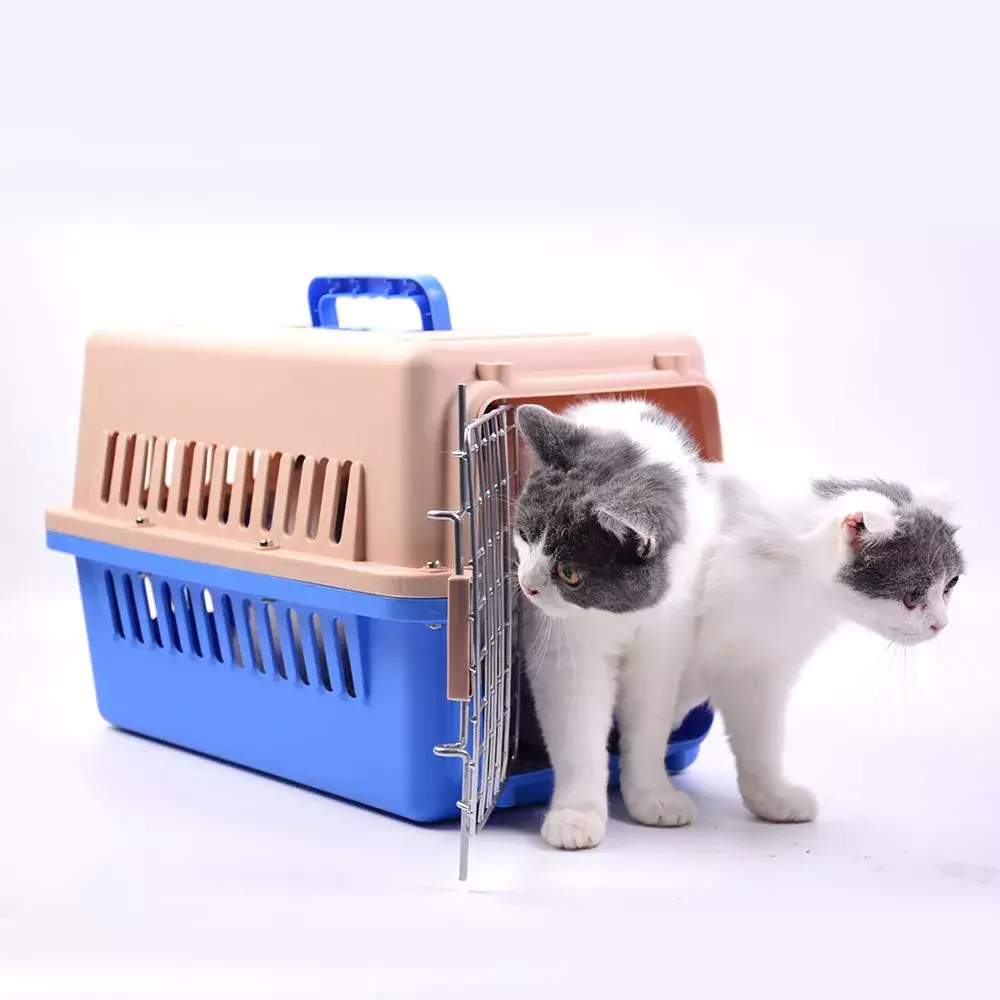 猫咪该如何托运?重温下宠物托运的详细流程