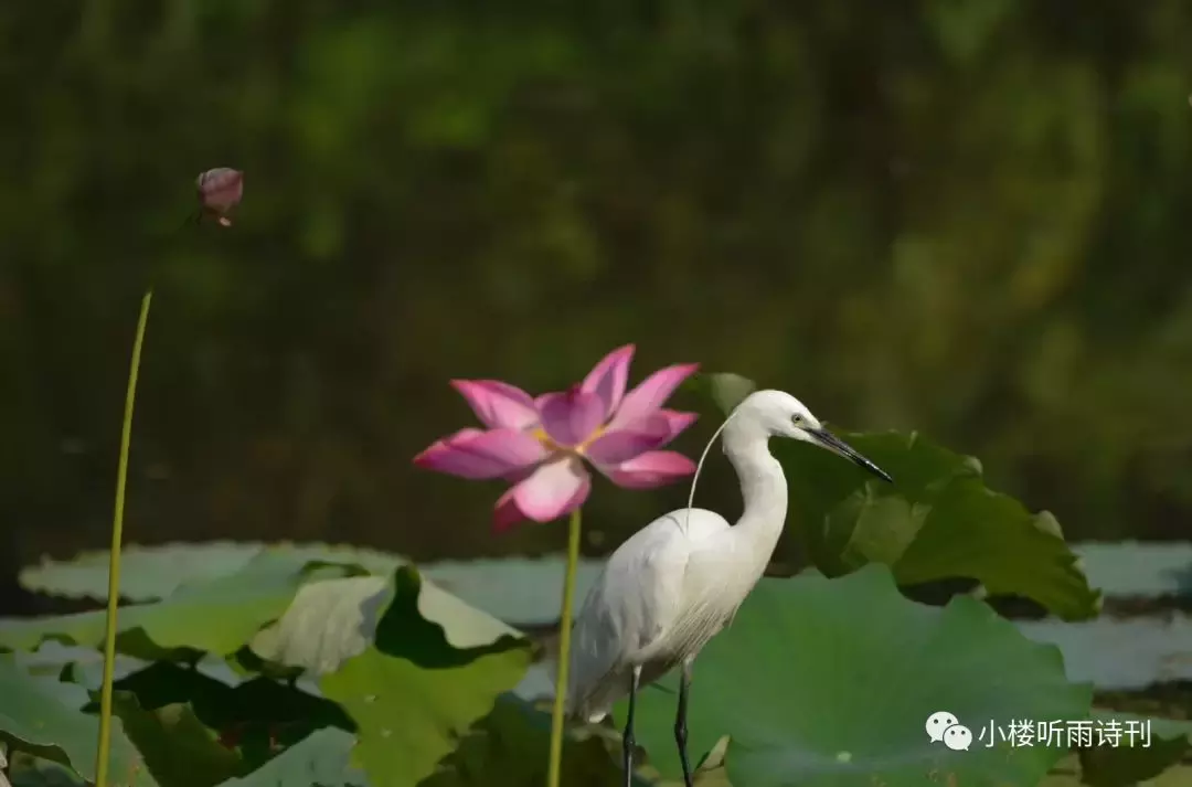 描写白鹭的千古名诗词（配美图）