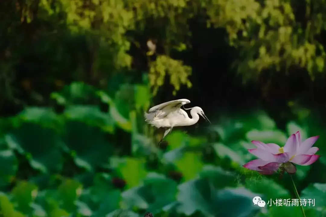 描写白鹭的千古名诗词（配美图）