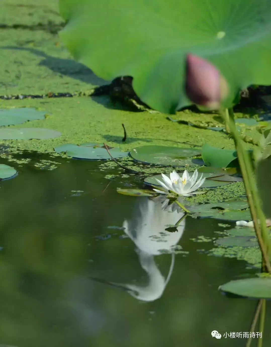 描写白鹭的千古名诗词(配美图)