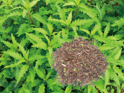 这种野生物,最近才明白它是稀罕的"天仙草",还好我家的猪不吃