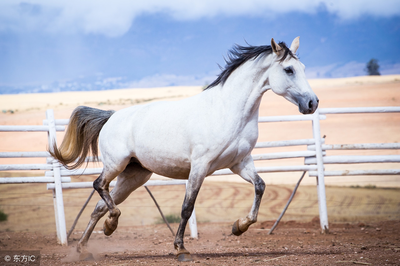 1978年属马的男人对老婆好不好 喜欢什么样女人_达一风水网