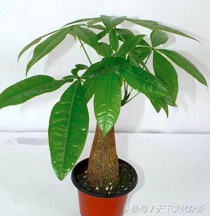 十二生肖旺财风水花草,看看你适合种什么?