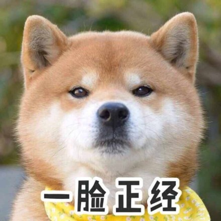 柴犬表情包