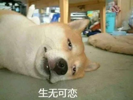 柴犬表情包