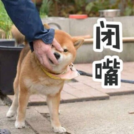 柴犬表情包