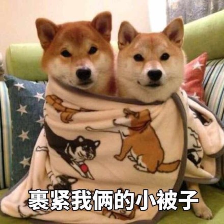 柴犬表情包