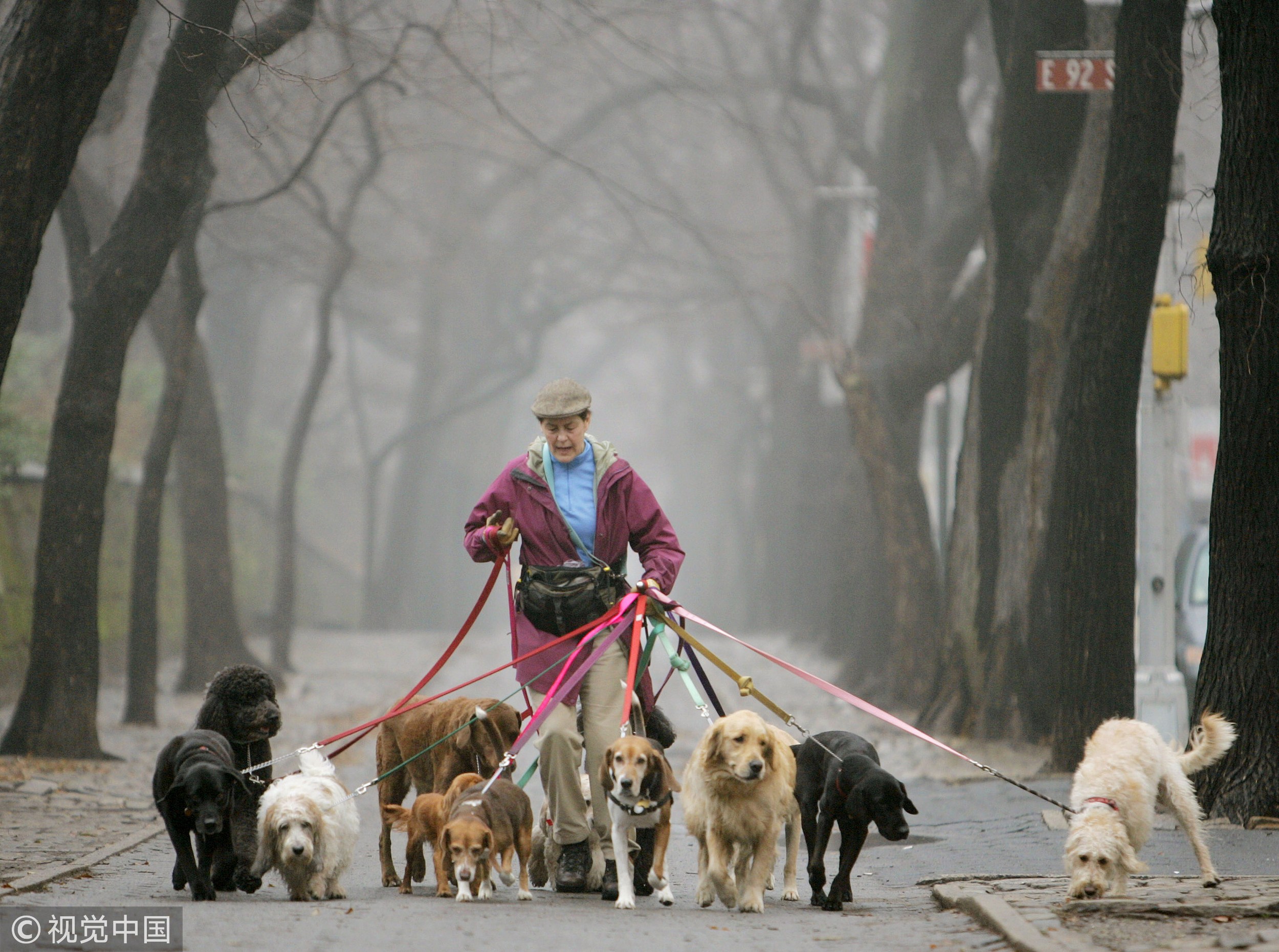 驴踢坏奥迪，狗要赔10万？人的错，别让狗背锅！