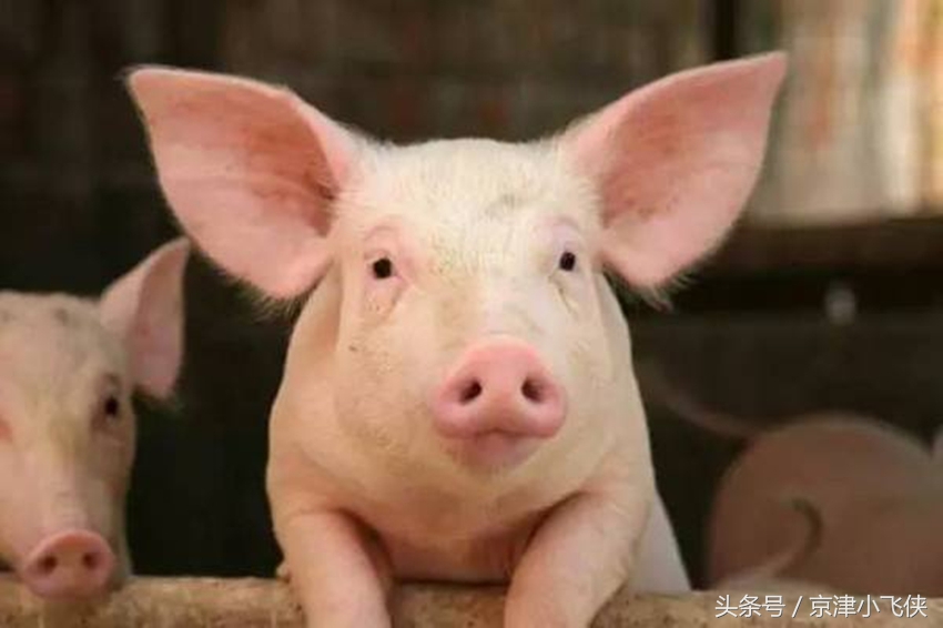 中国五大罕见姓氏：姓猪、姓狗，还有更狠的，姓这种凶猛动物