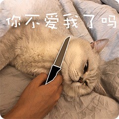 萌萌的猫咪表情包：想要亲亲、有钱真好、你不爱我了吗、错了吗